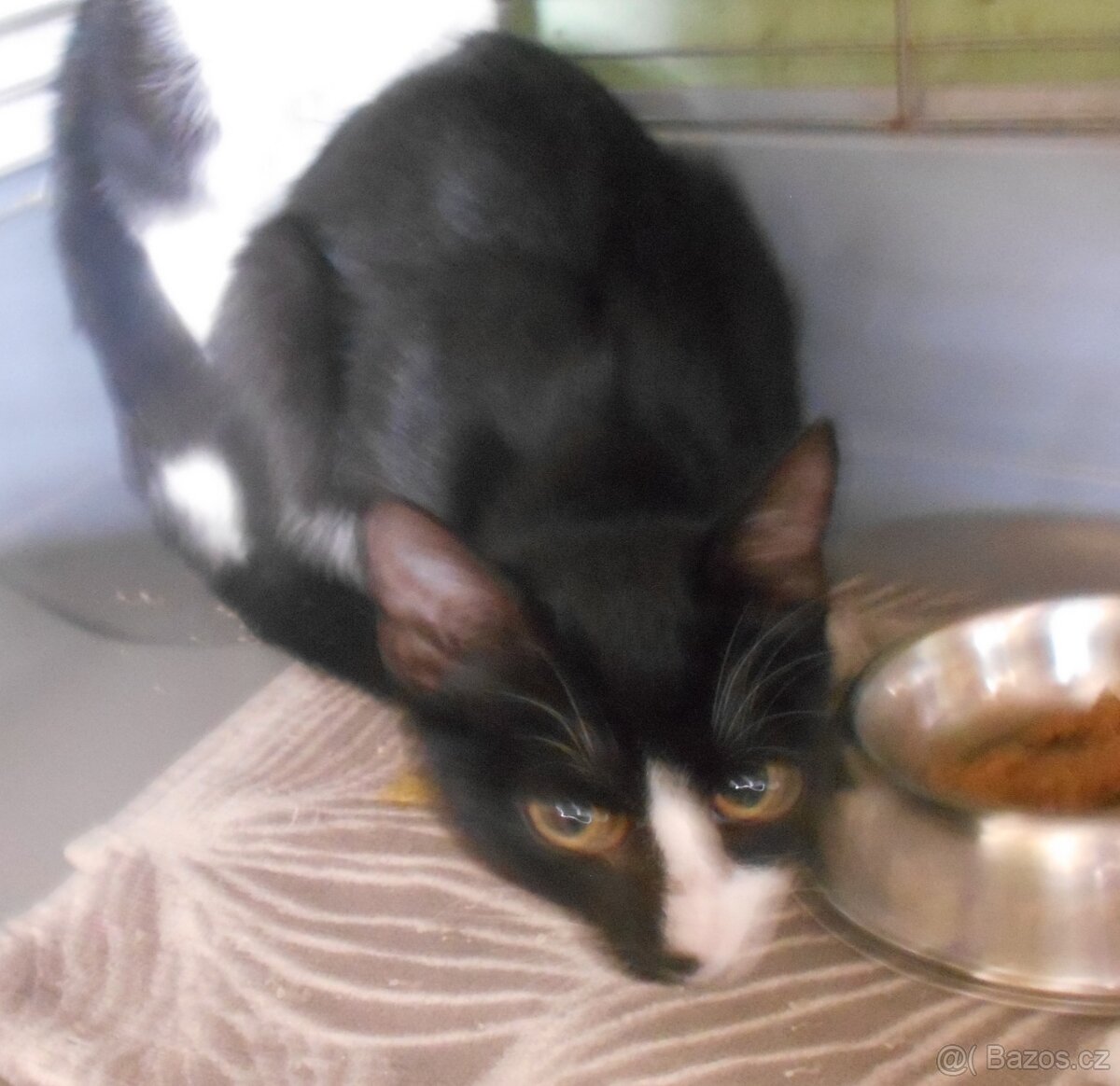 Mazlivý, klidnější 5,5měsíční černobílý kocourek Body - 4