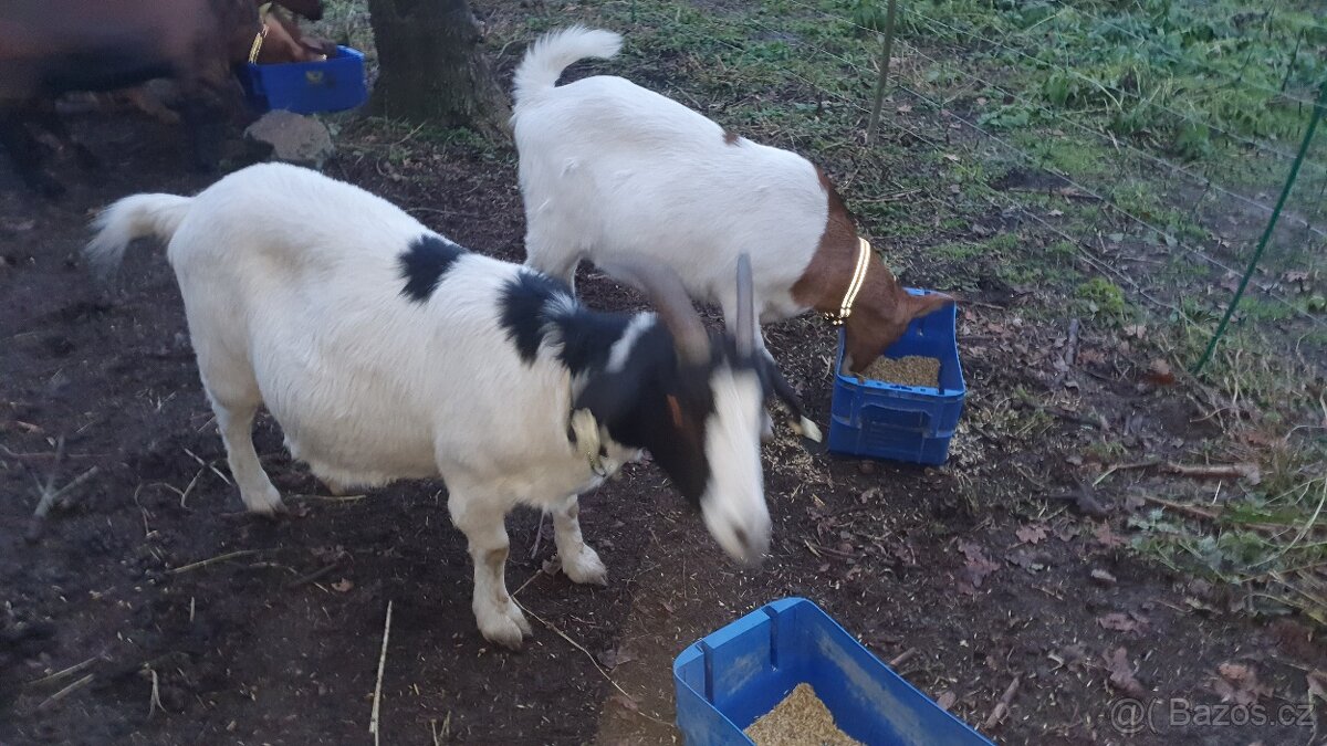Březí kozy + kozlik stado 9ks - 4