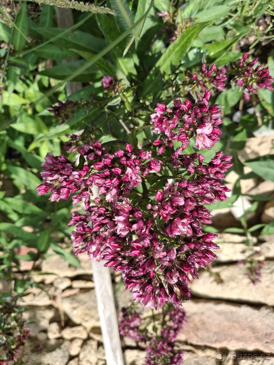 Floxy více kultivarů - 4