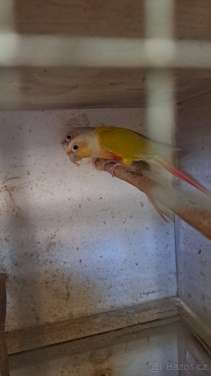 Pyrura zelenolici - 4