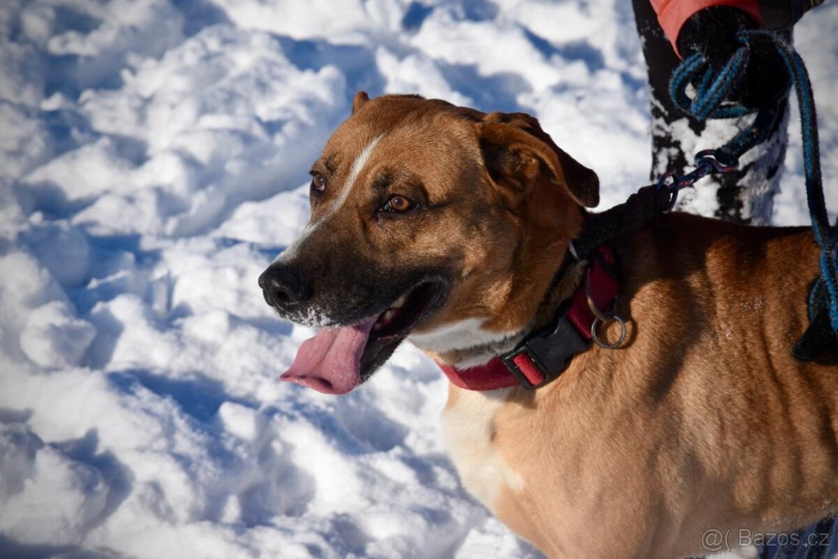 Kříženec Max hledá parťáka pro život - 4