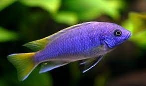 Tlamovci Malawi 15 - 4