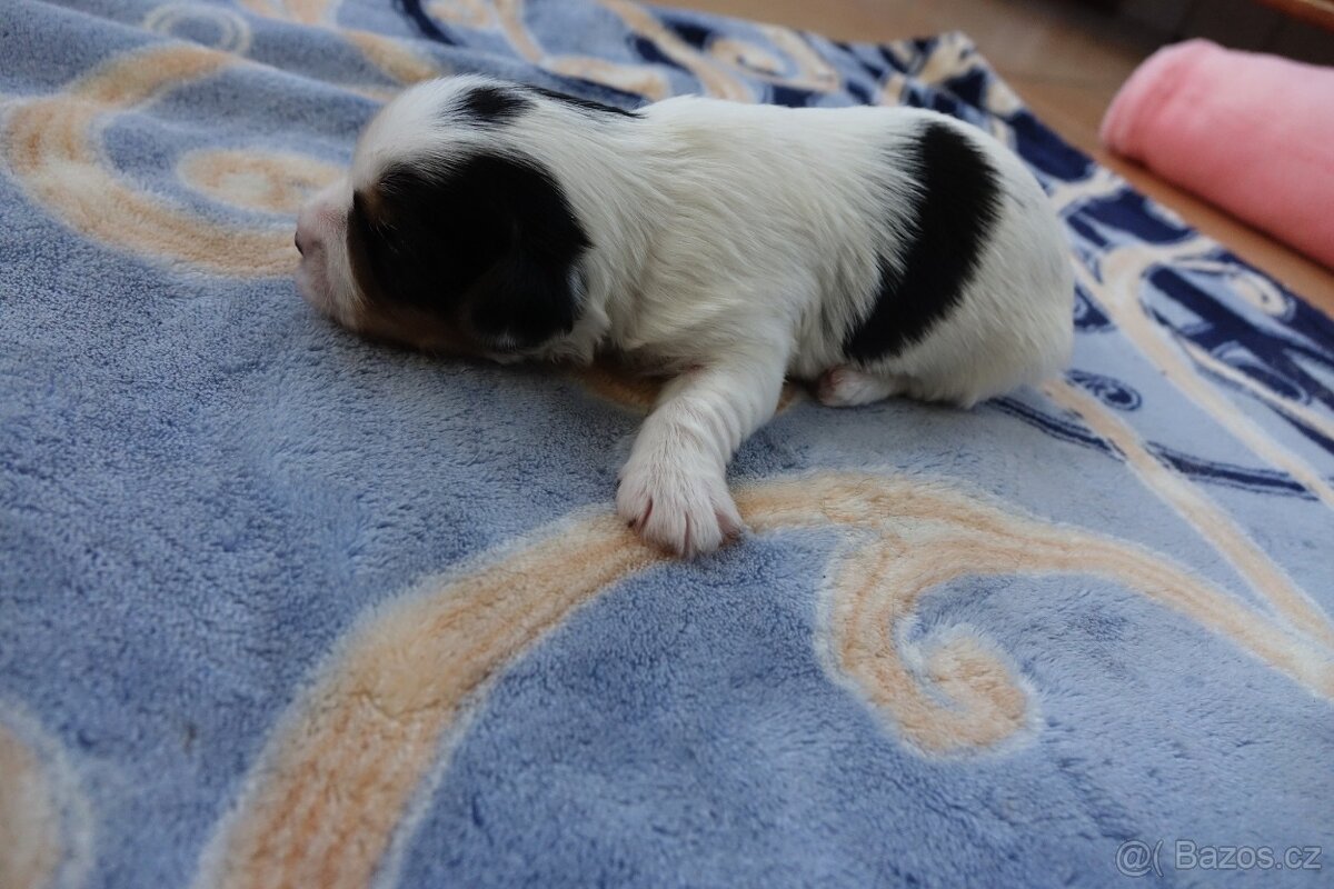 pejsek biewera k rezervaci - 4