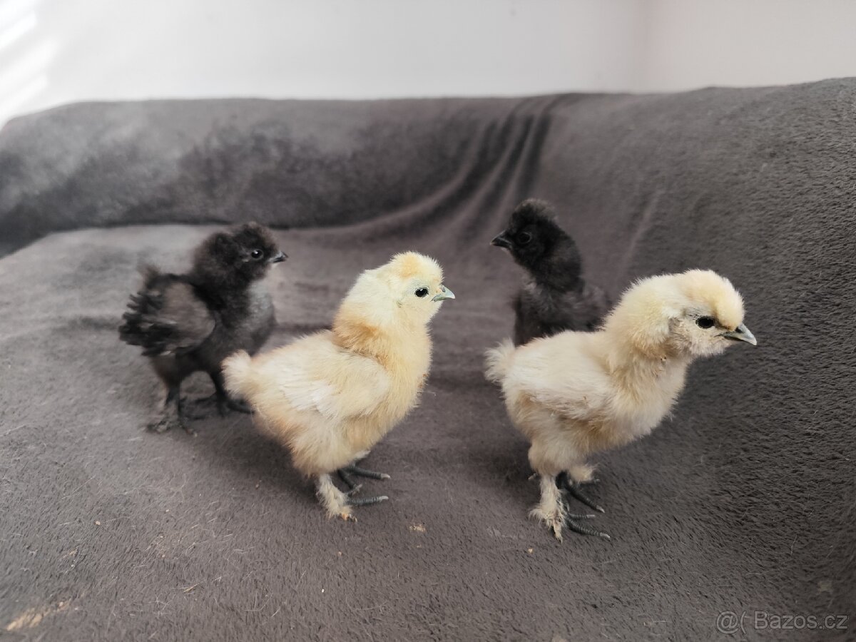 Hedvábnička EU velká - 4