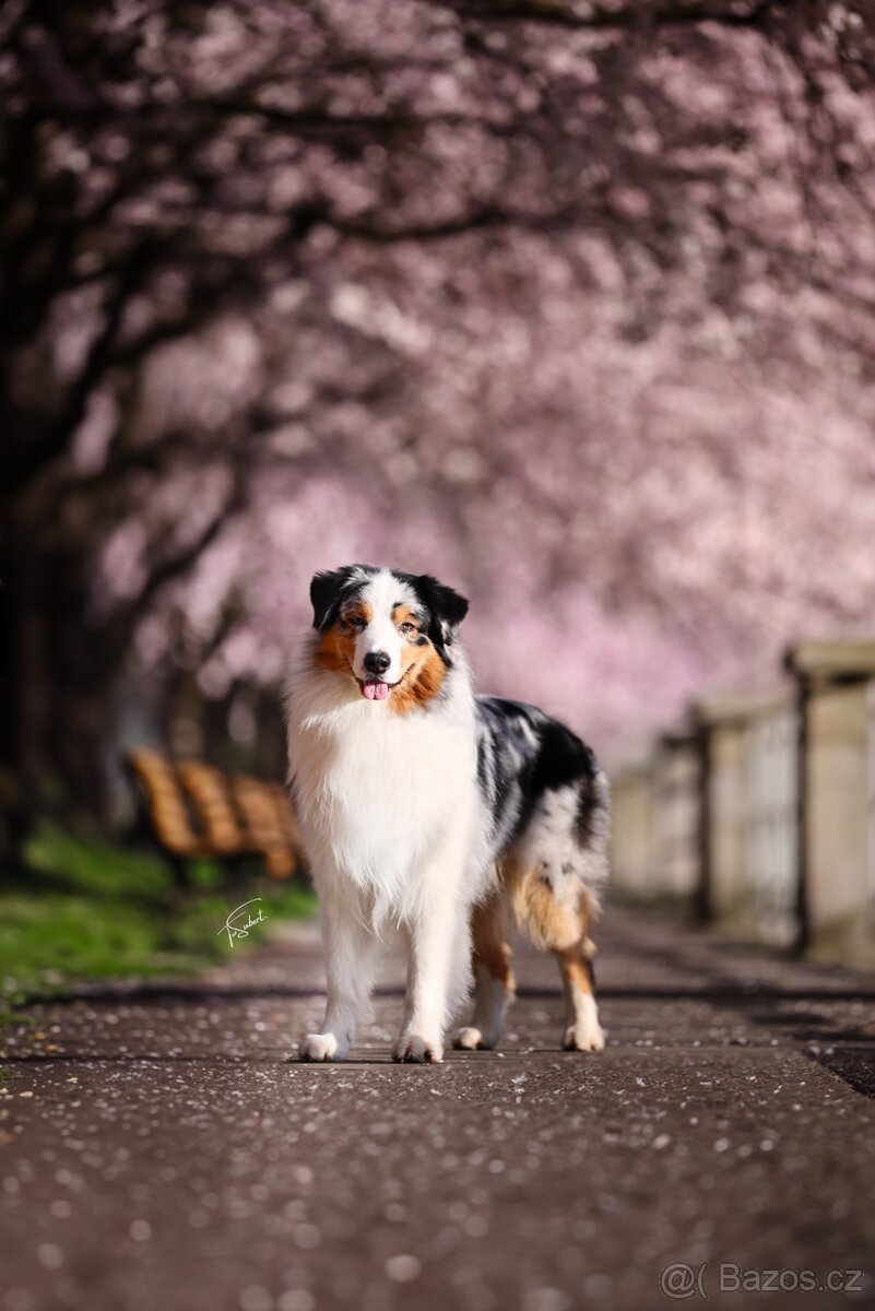 Krytí - Australský ovčák - 4