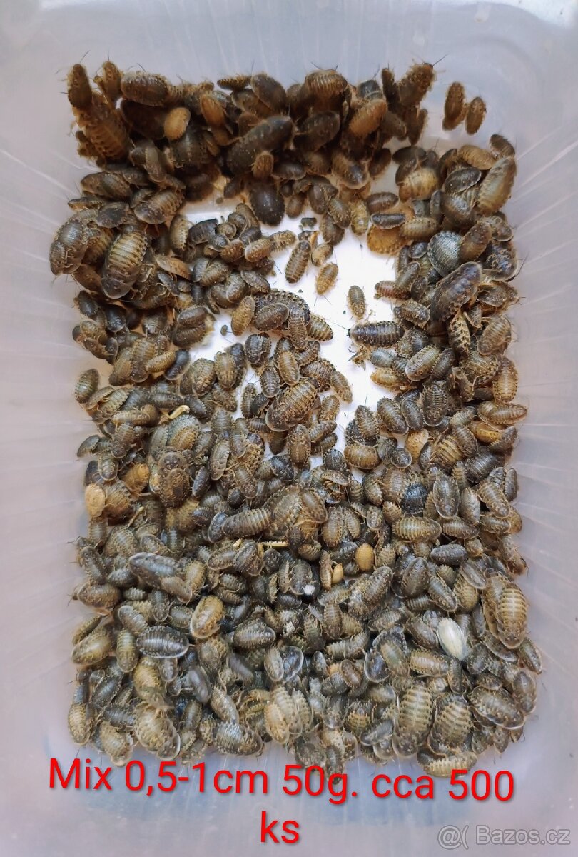 Šváb Argentinský - Blaptica Dubina - 4