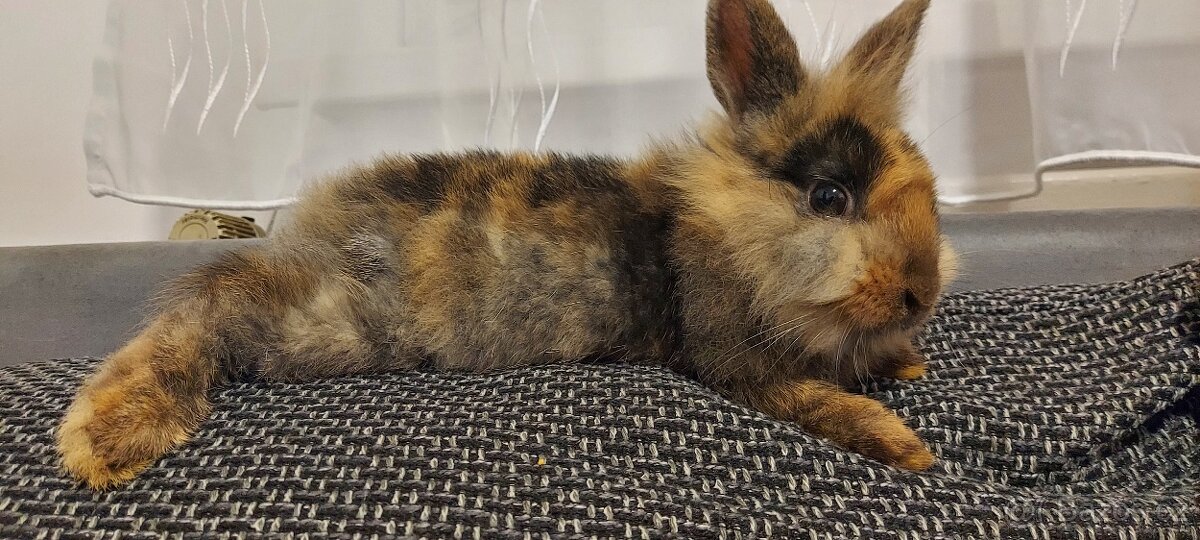 Zakrslý králíček - 4
