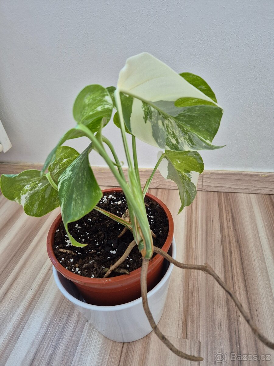 Monstera albo variegata - 4