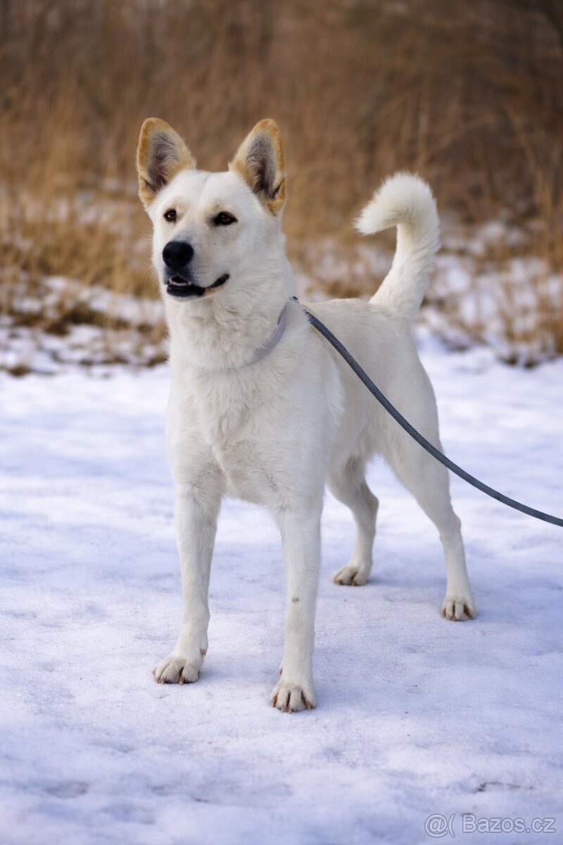 Zaira hledá domov - 4