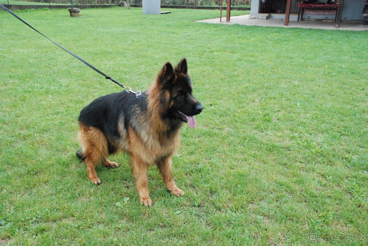 Německý ovčák - 4
