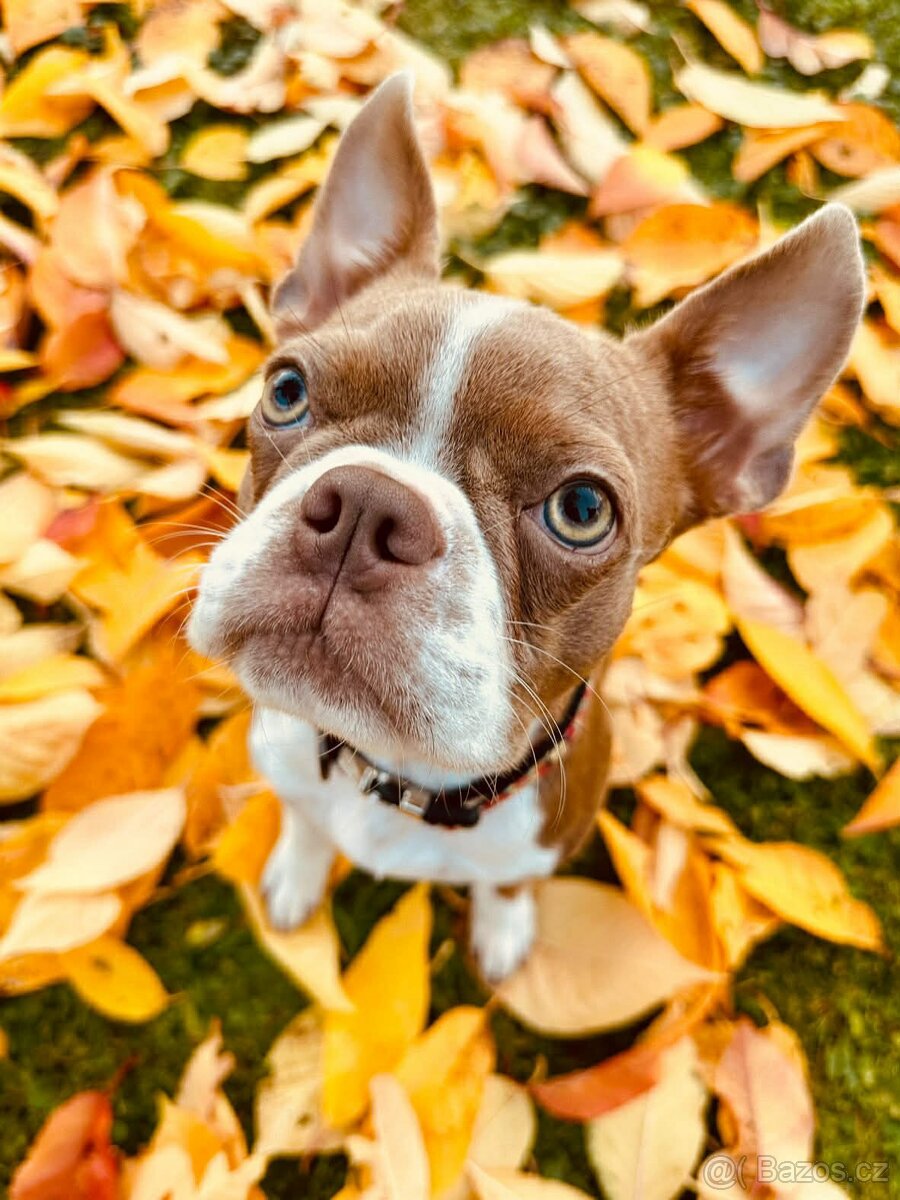 Bostonský teriér s PP- Očekáváme vrh 💖🐶 - 4