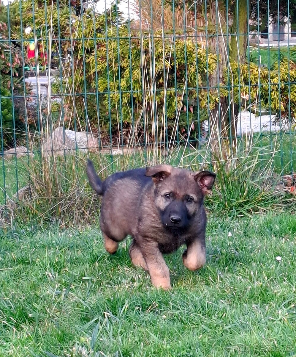 Štěňata Německý ovčák s PP - 4