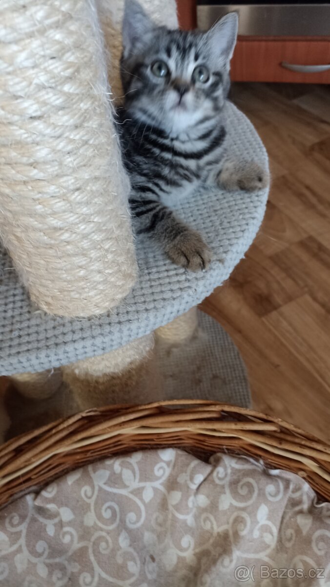 Britská koťátka s PP - 4