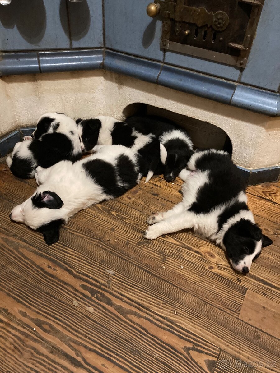 štěňata border kolie - 4