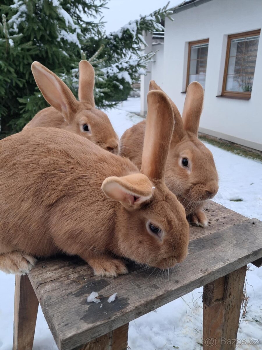 Burgundský králík - 4