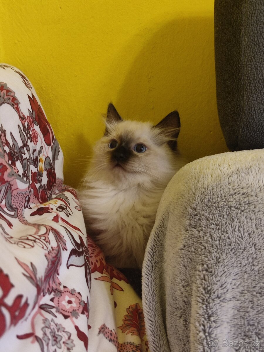 Ragdoll koťátka bez PP - 4