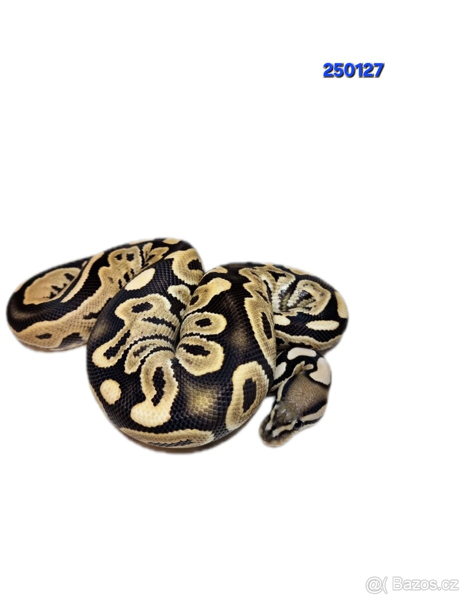 Krajta Královská - 4