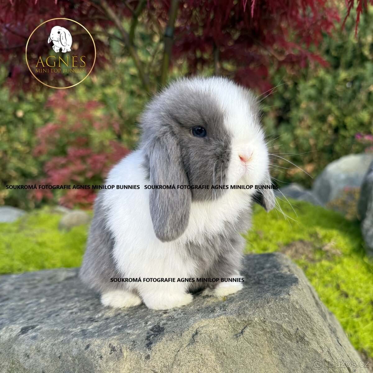 Zakrslý králík beránek typu Minilop - 4
