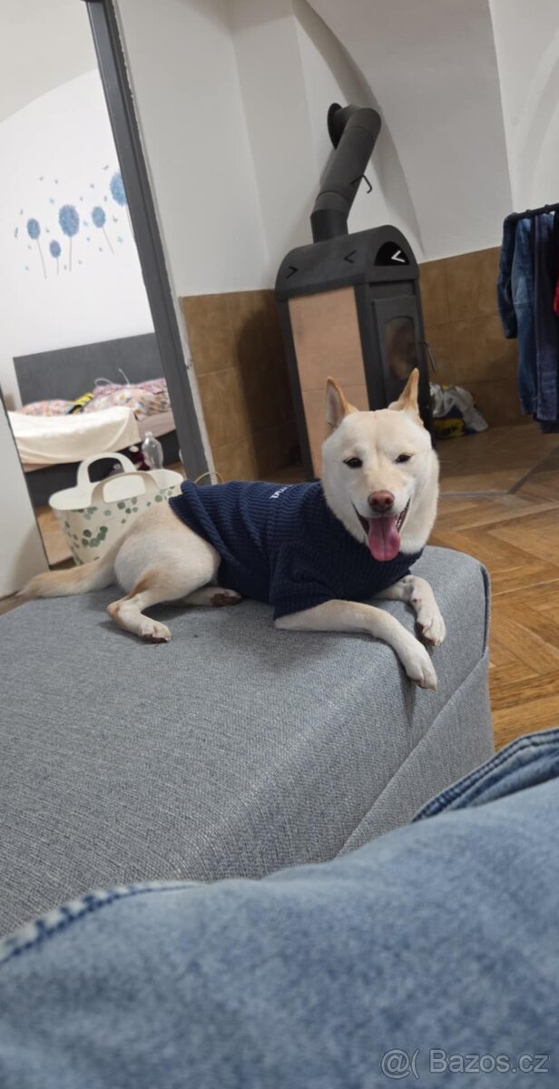 Shiba inu ke krytí - 4