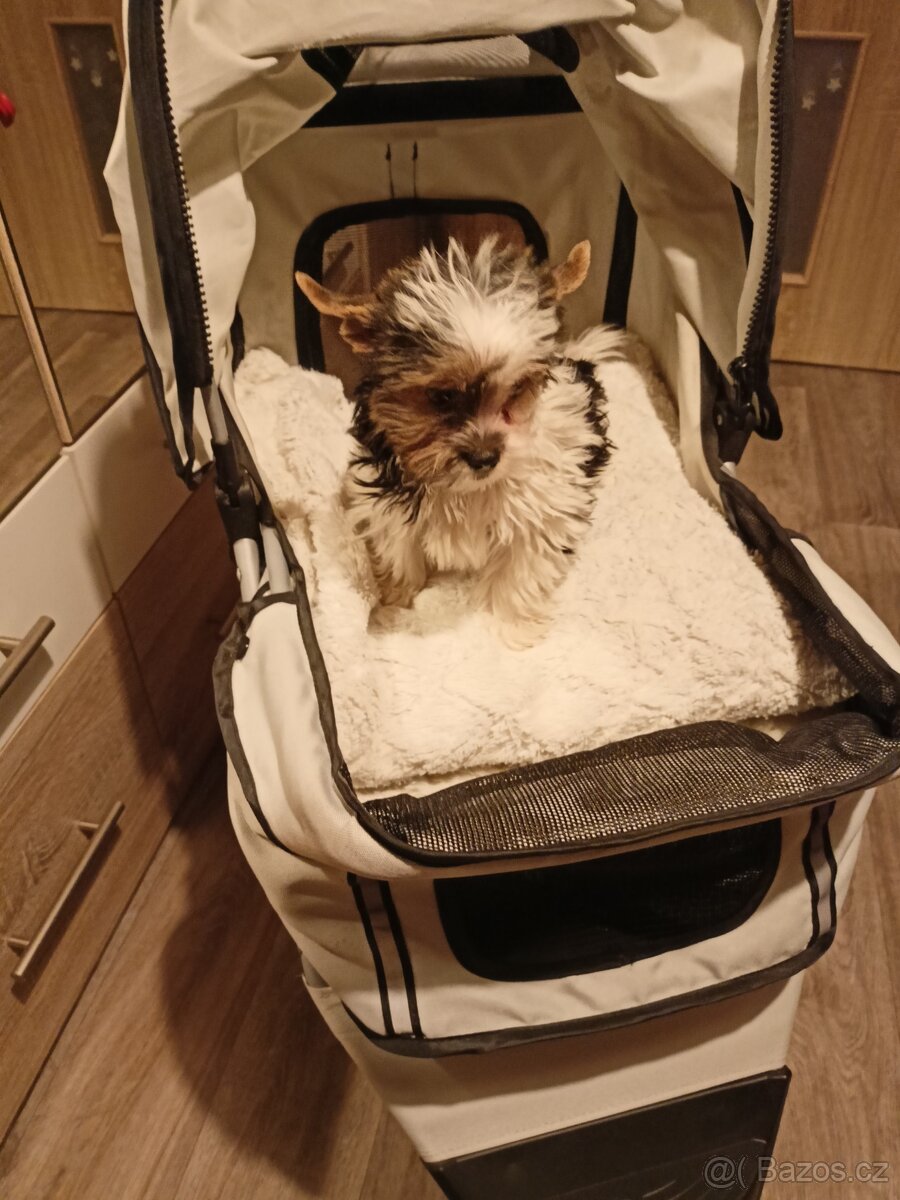 Jorkšírský teriér s PP míní - 4