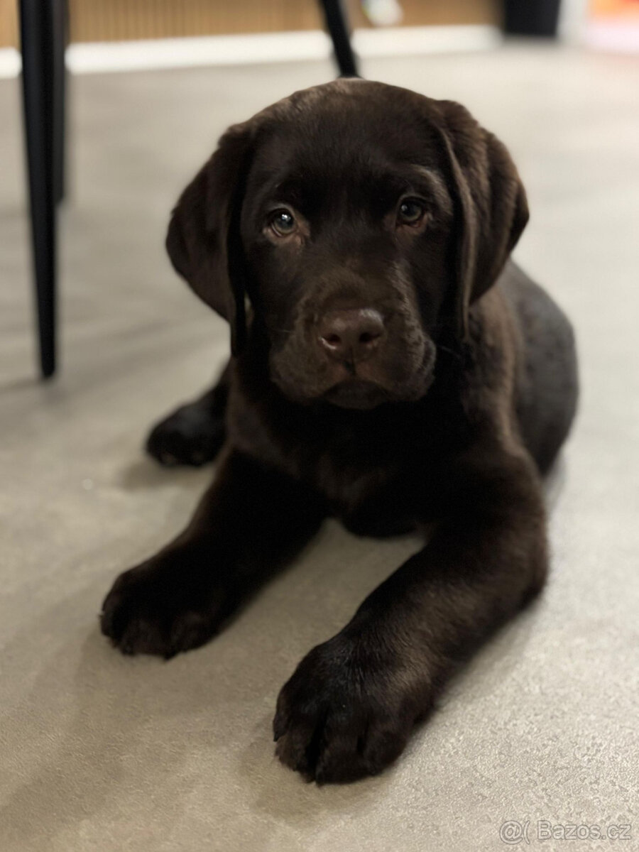 Labradorský retrívr s PP - 4