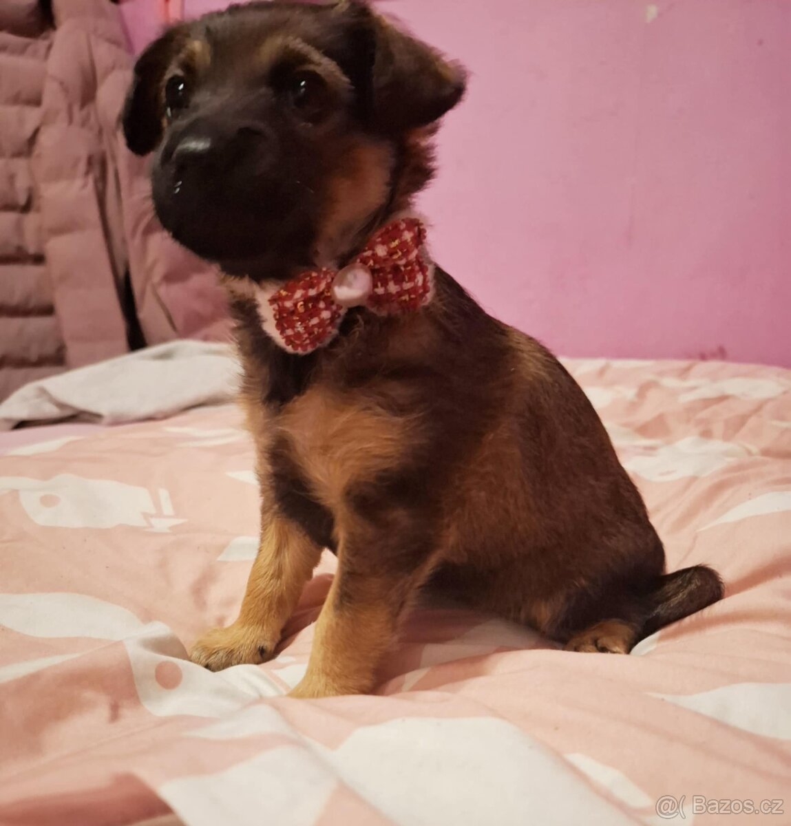 Stěně Čivava X Jezevčík - 4