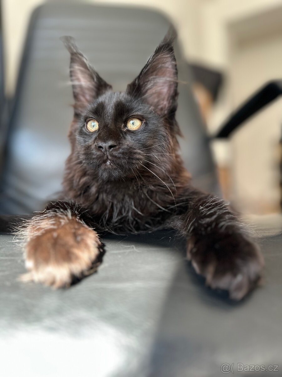 mainska mývalí s pp - 4