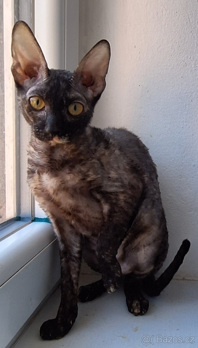 Koťata Cornish Rex s PP - 4