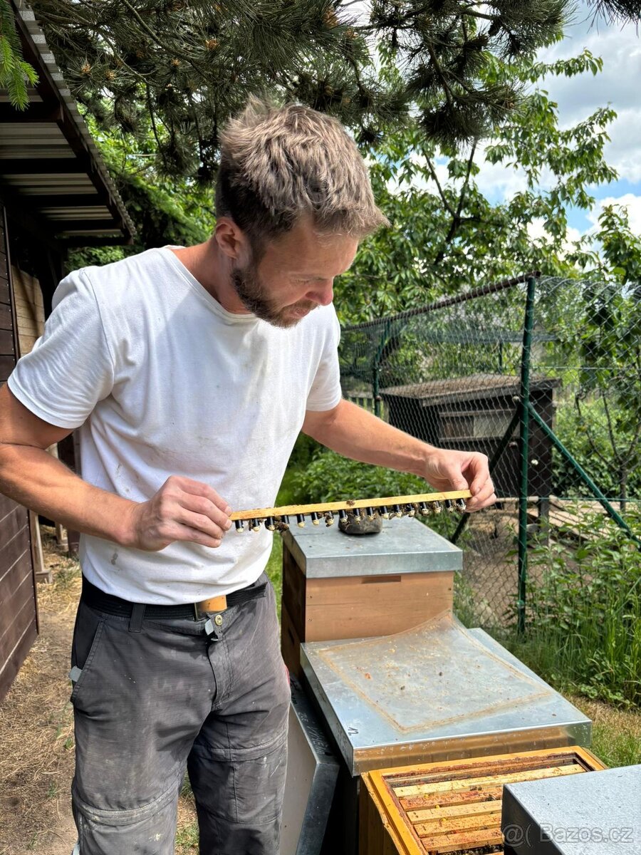 Včelí odděleky - 4
