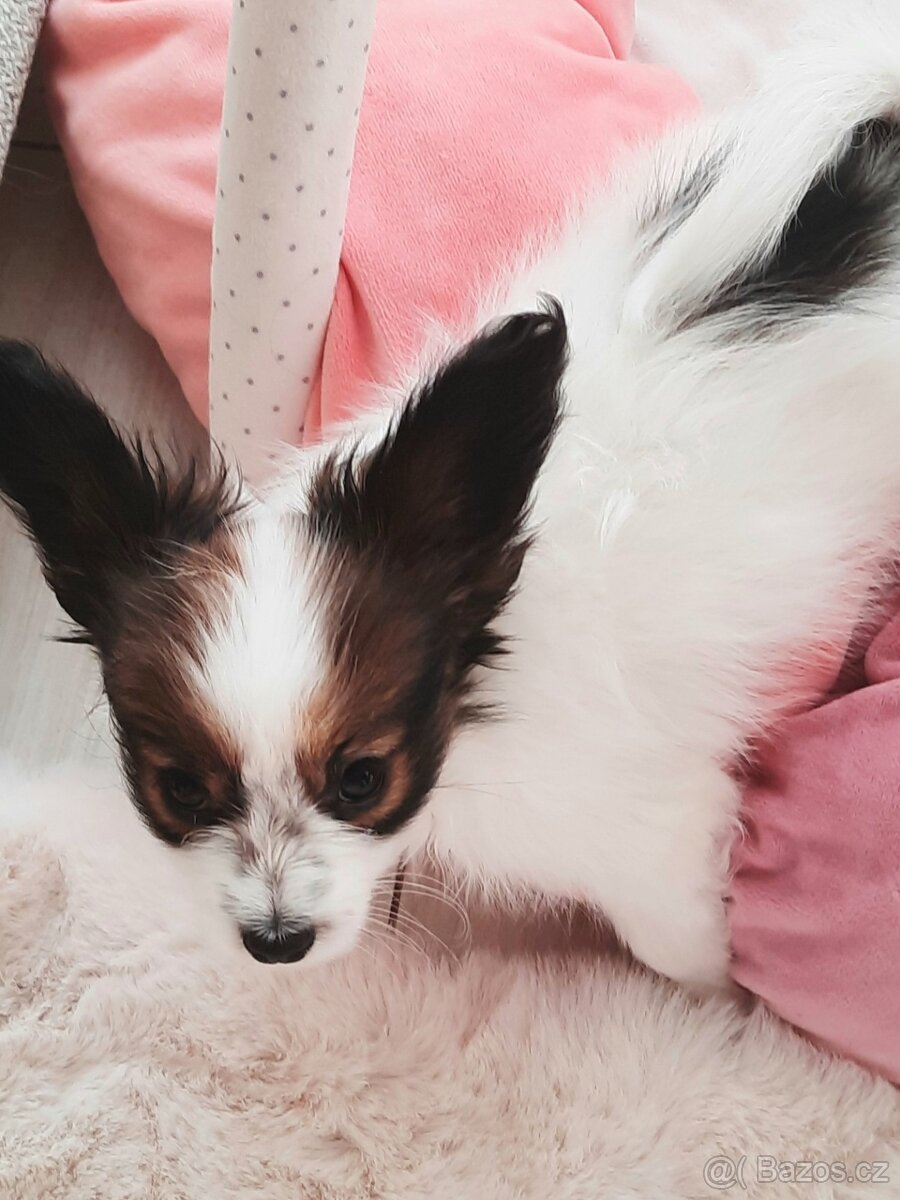 Papillon s PP-pejsek - 4