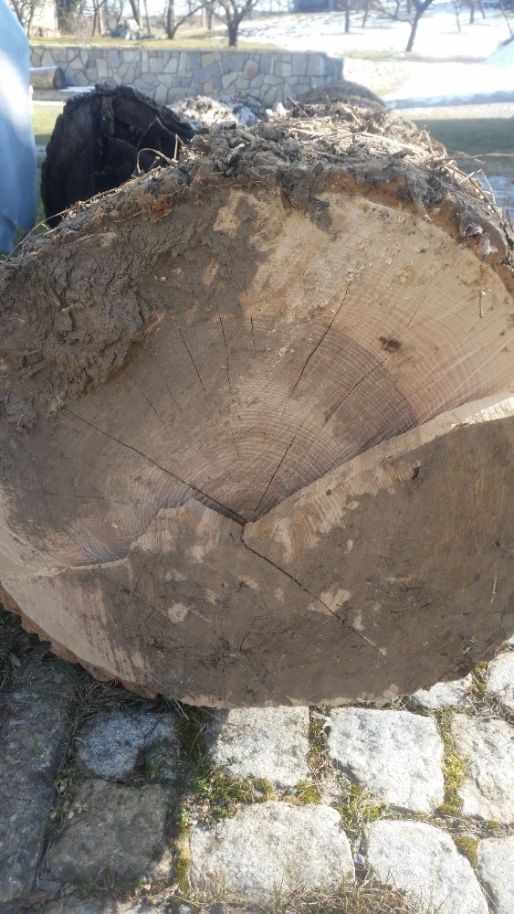 Ořešák, jasan - 4