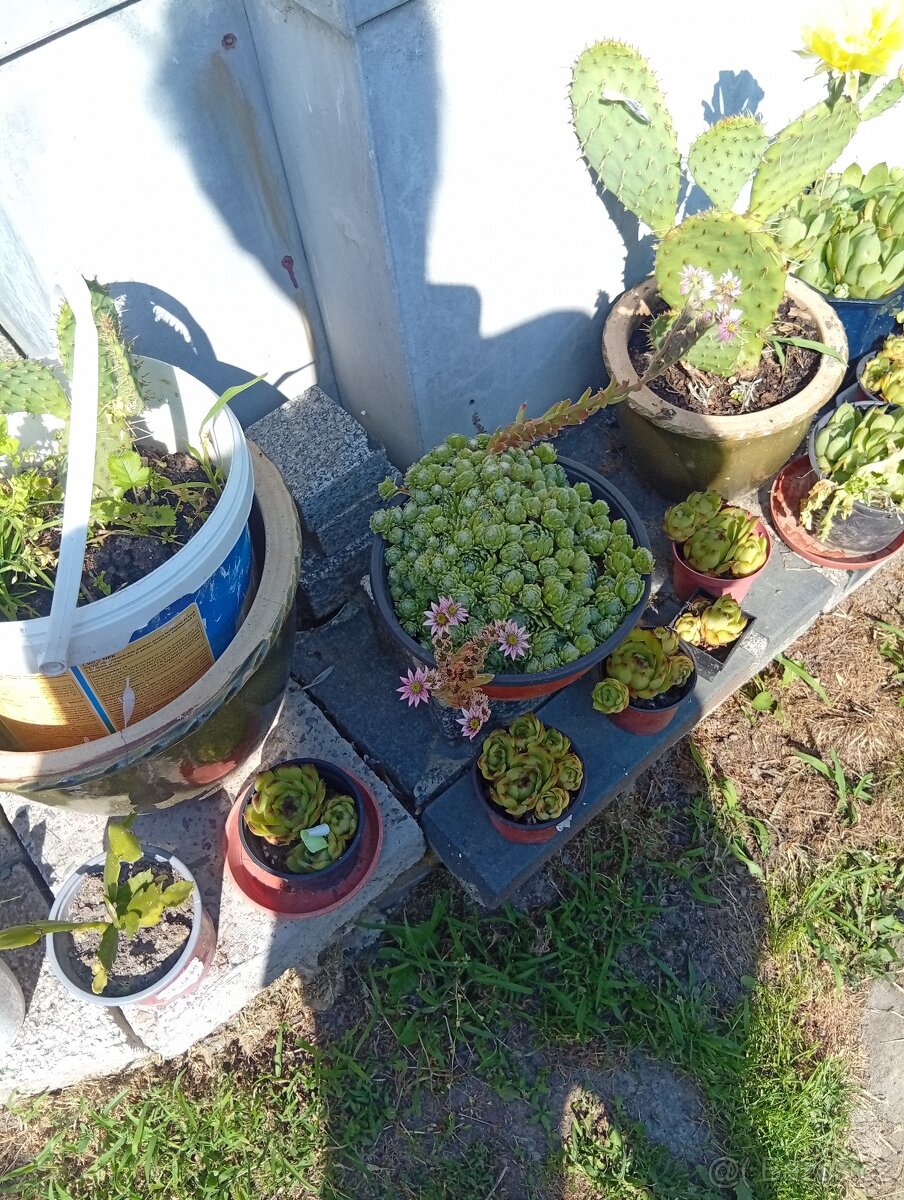 Angrešty, selské muškáty,brsleny - 4