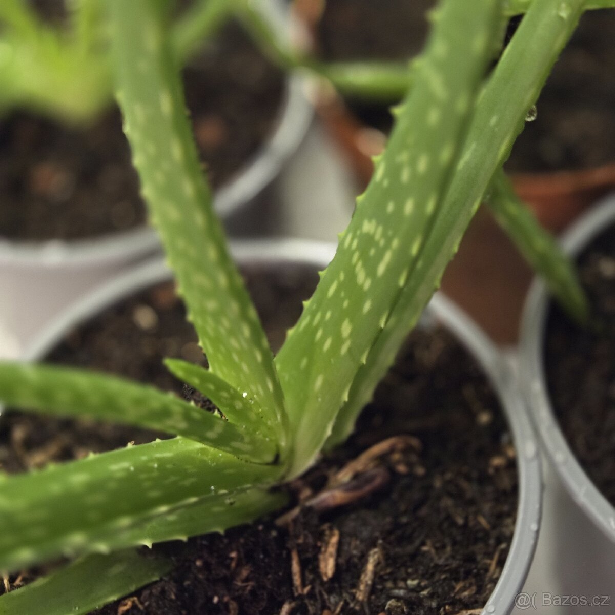 Aloe Vera sadičky - 4