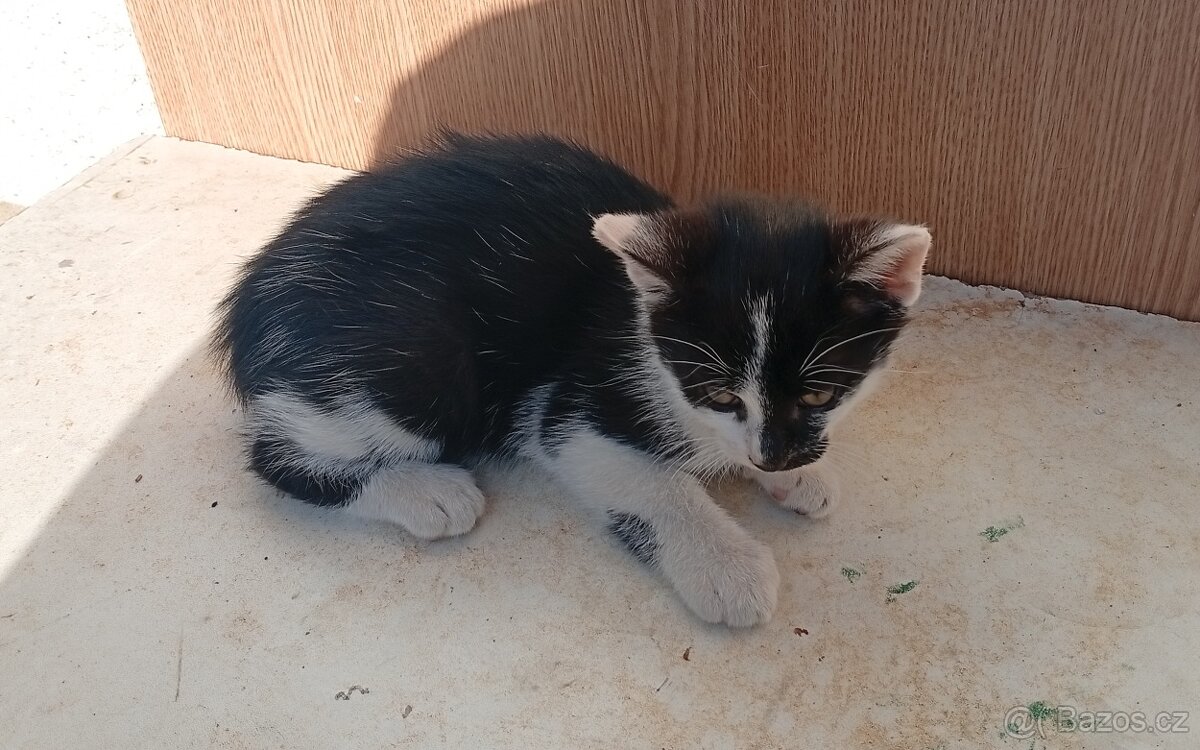 Kočka, kotě - 4