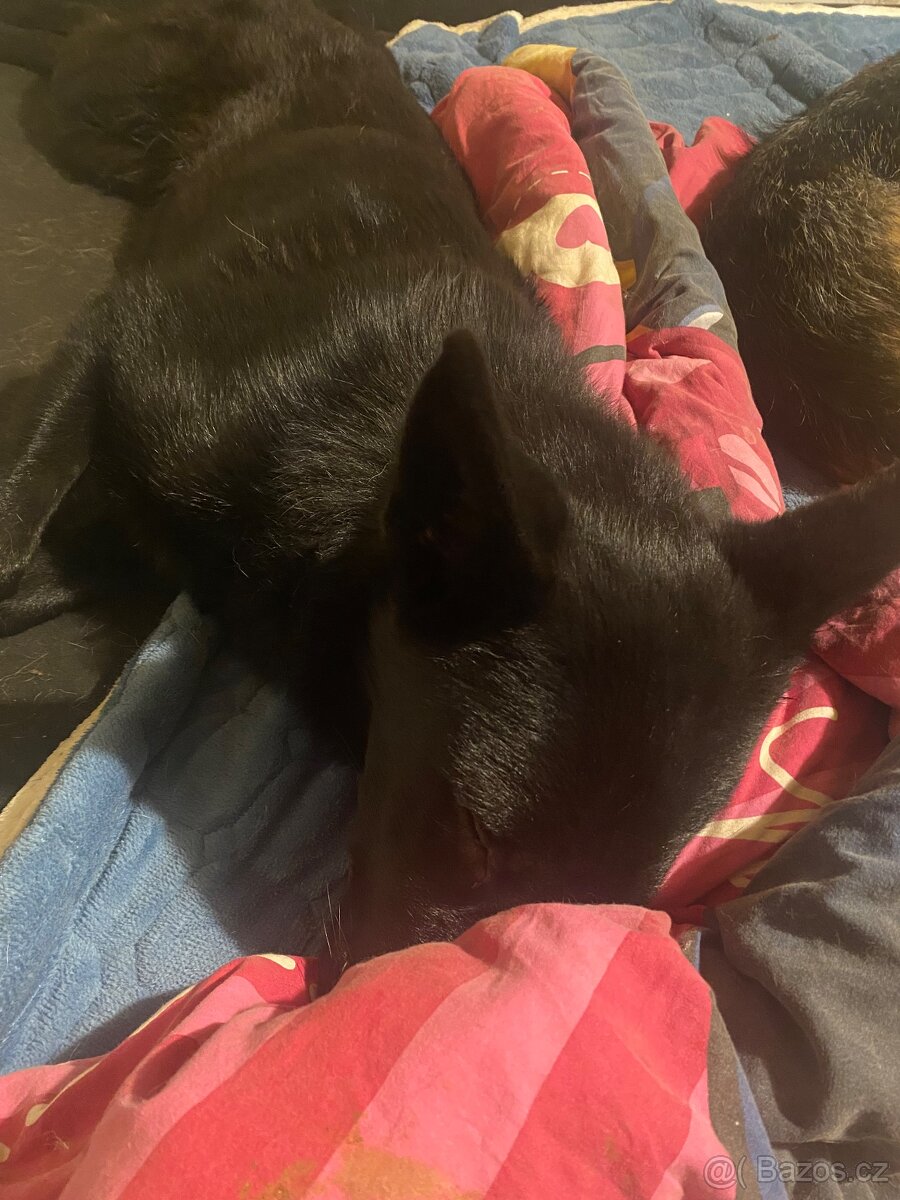 Štěně 🩵 - 4
