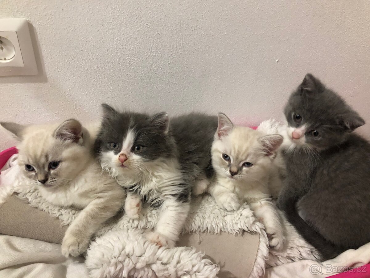 Britský dlouhosrstý kocourek po rodičích s Pp (britská) - 4