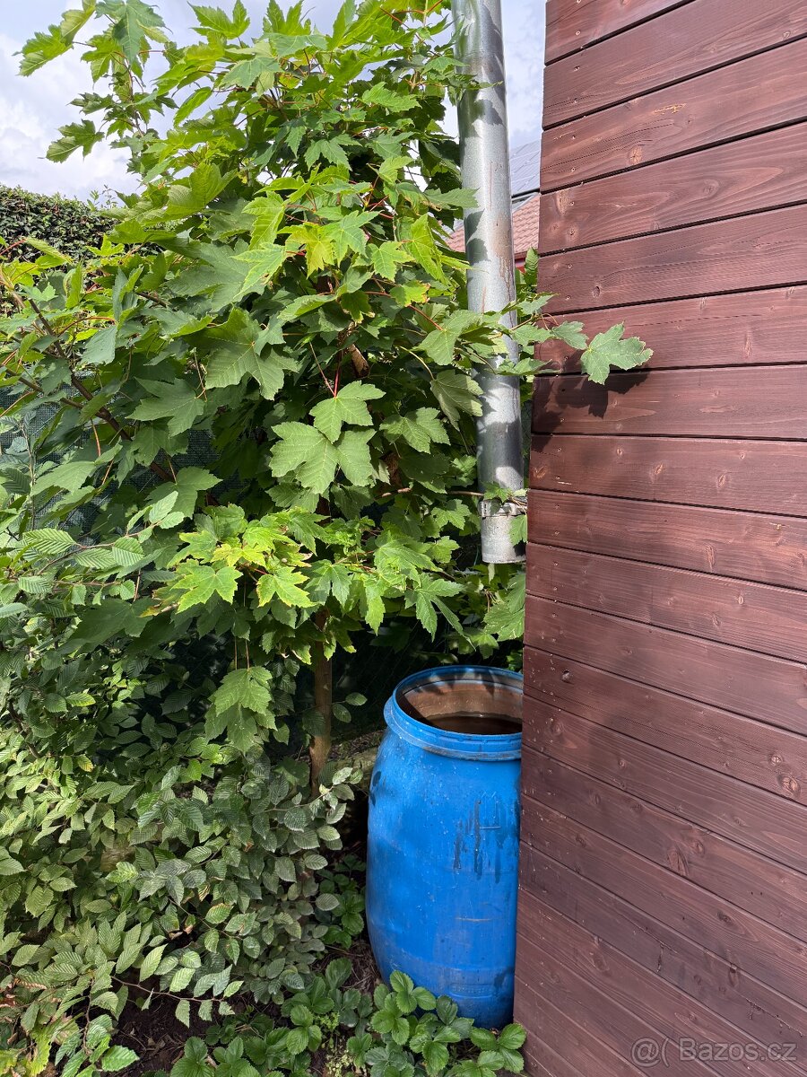 Stromky JAVOR kapadocký 'Aureum' - 4