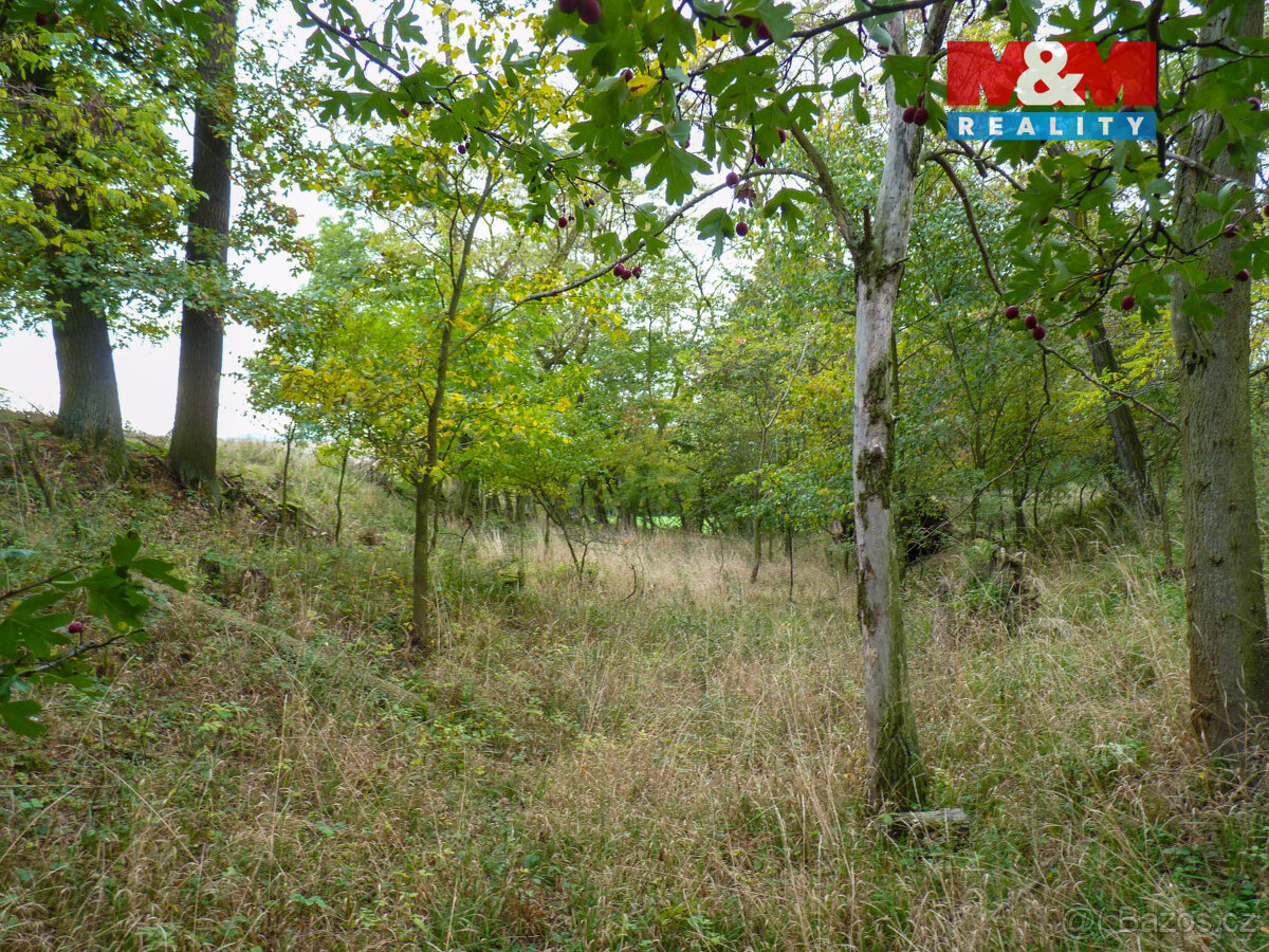 Prodej lesa v Drahobuzi - 4