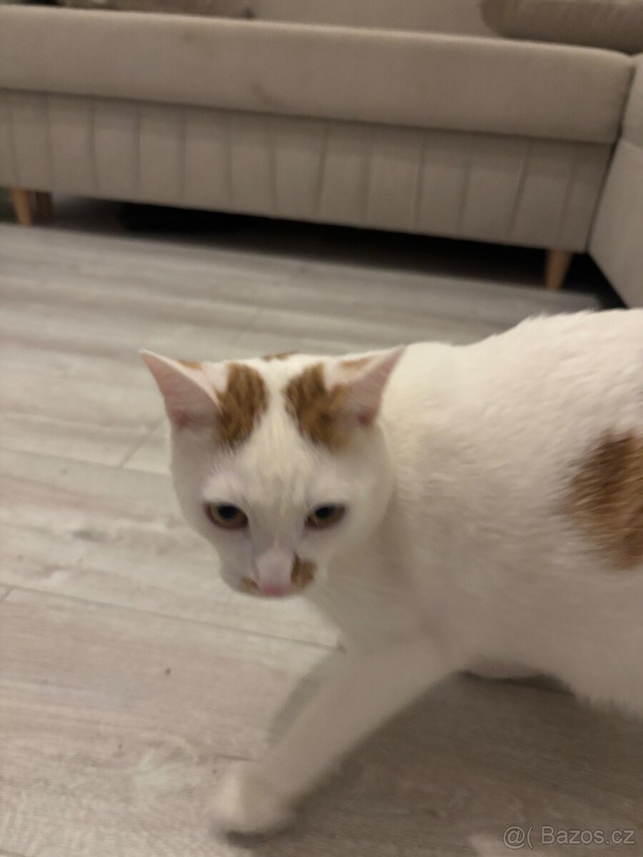 Koťata / Kocouři k adopci ihned k odběru - 4