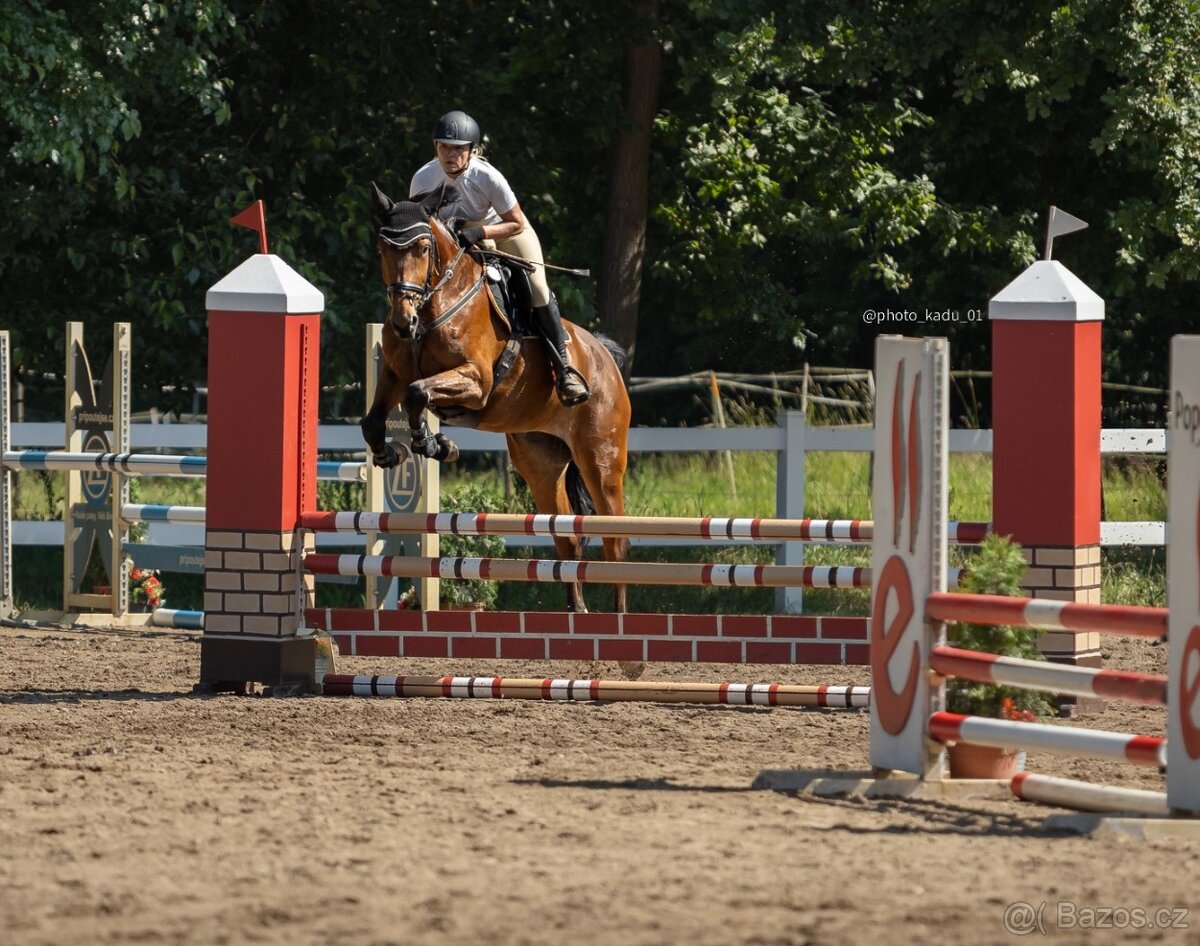 6 letá Westfálská klisna sport,hobby sport, rekreace - 4