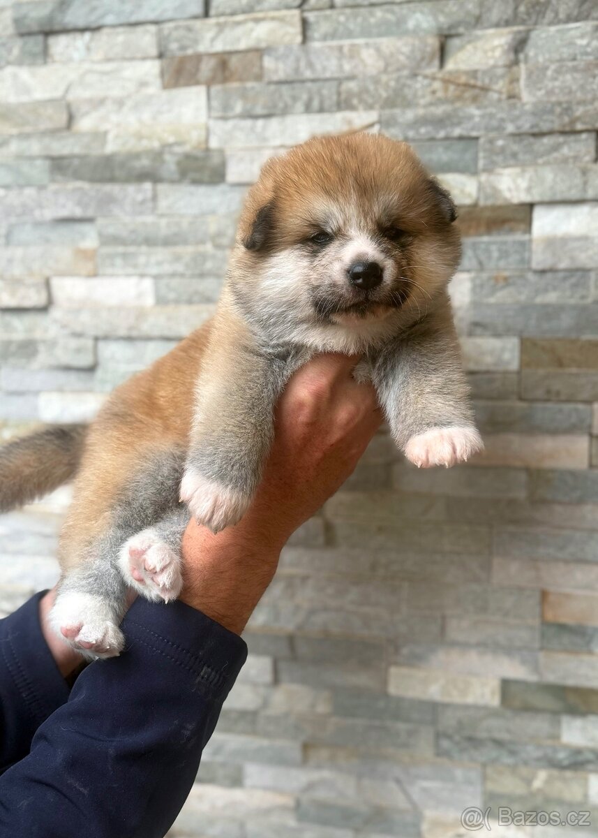 Japonská Akita Inu s PP - 4