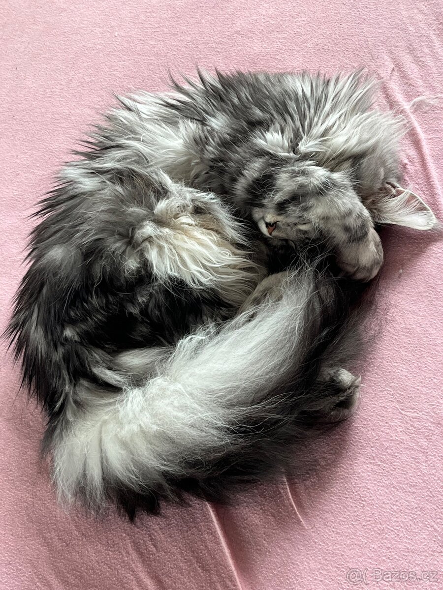 Krásná kočička MCO s PP - 4