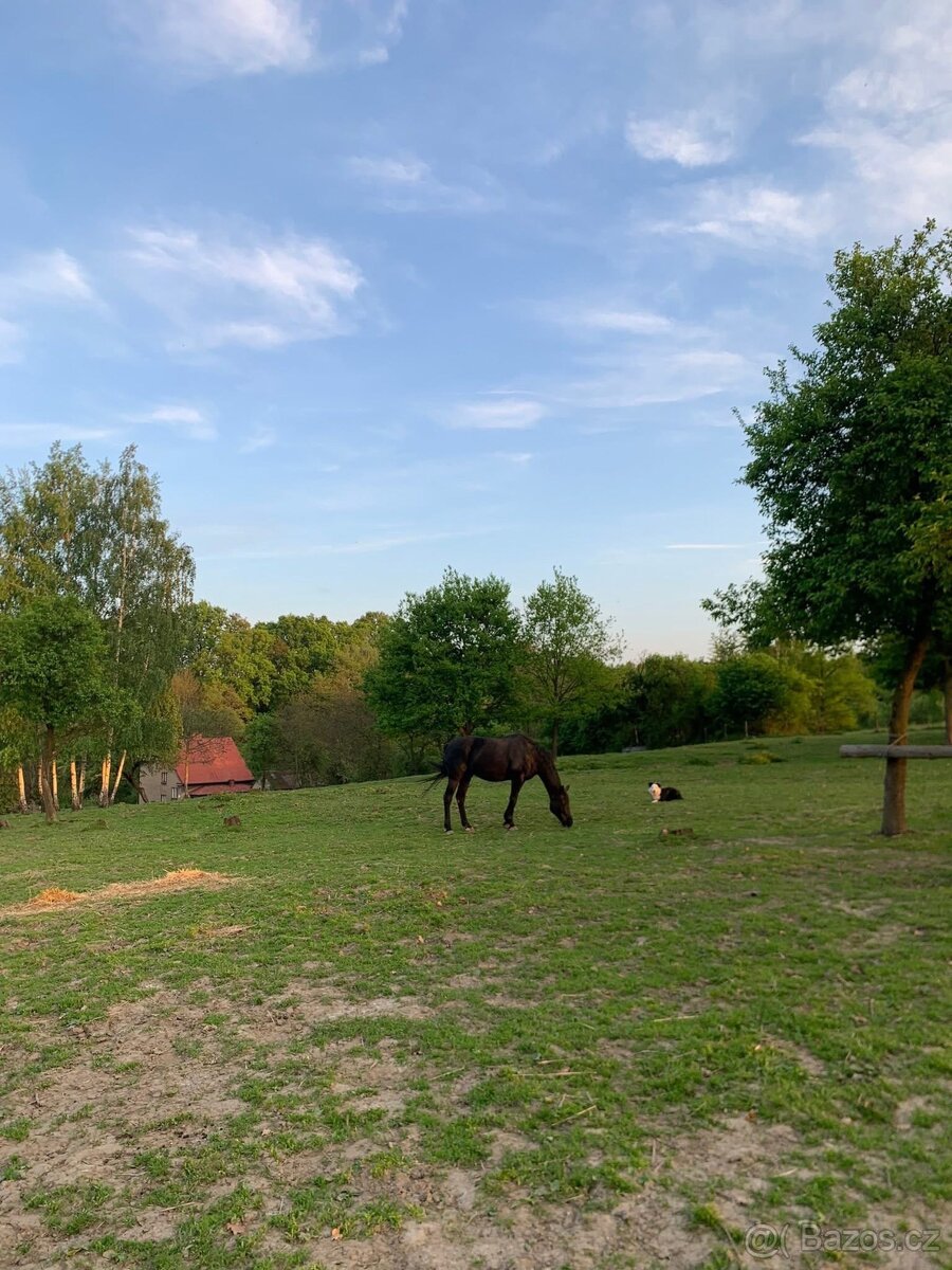 Nabízím netradiční ustájení 24/7 - 4