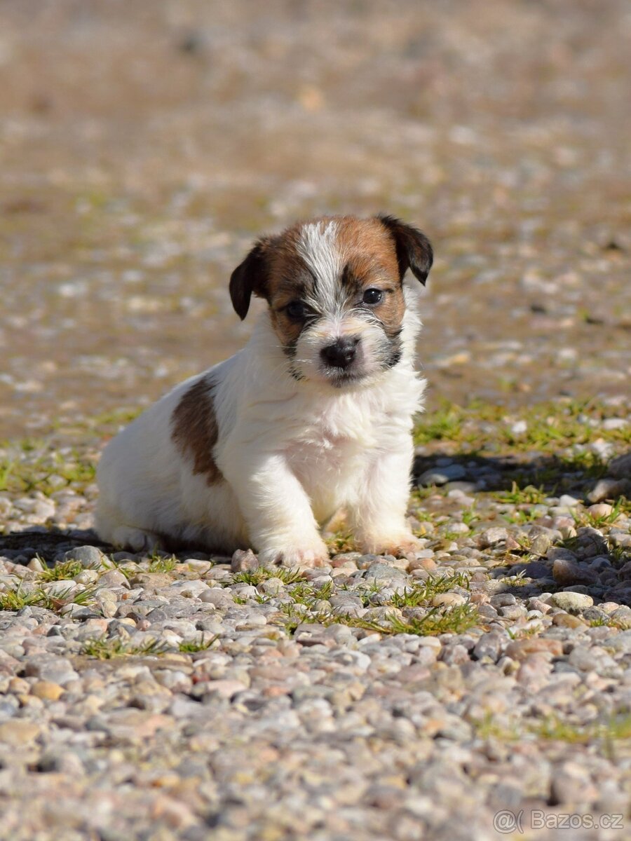 Jack Russel teriér s PP, vrh X - 4