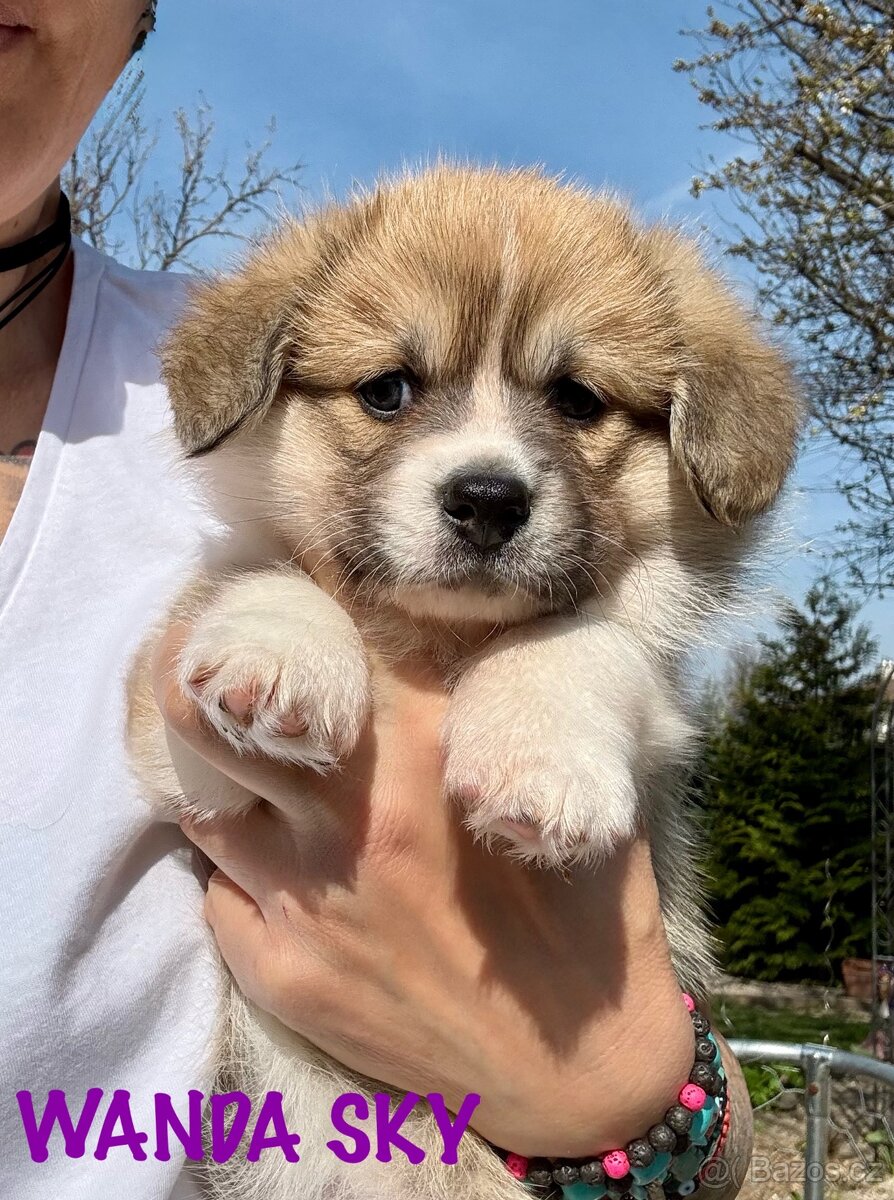 Welsh corgi pembroke s PP. - 4