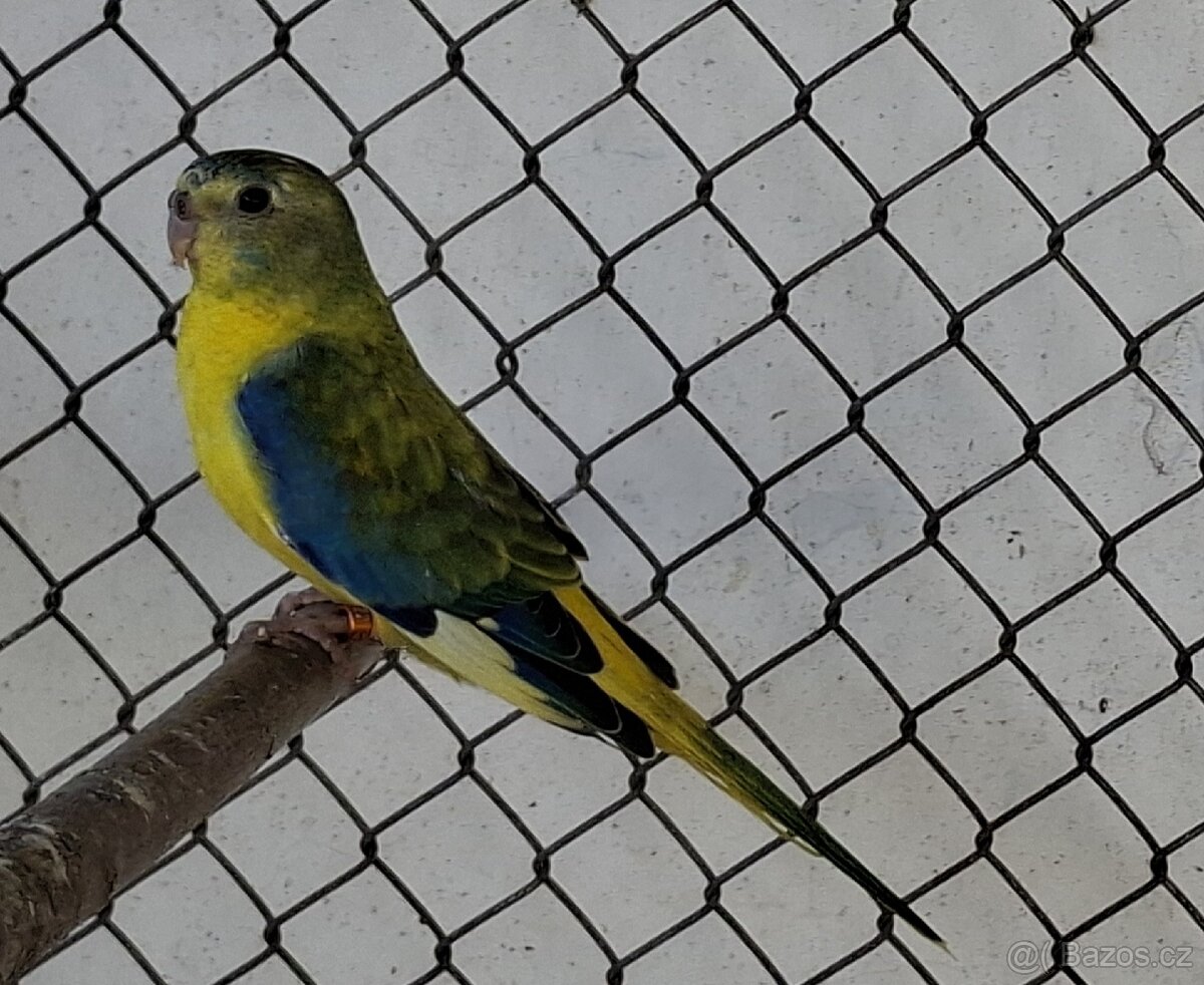 Neoféma tyrkysová žltobruchý opalín - 4