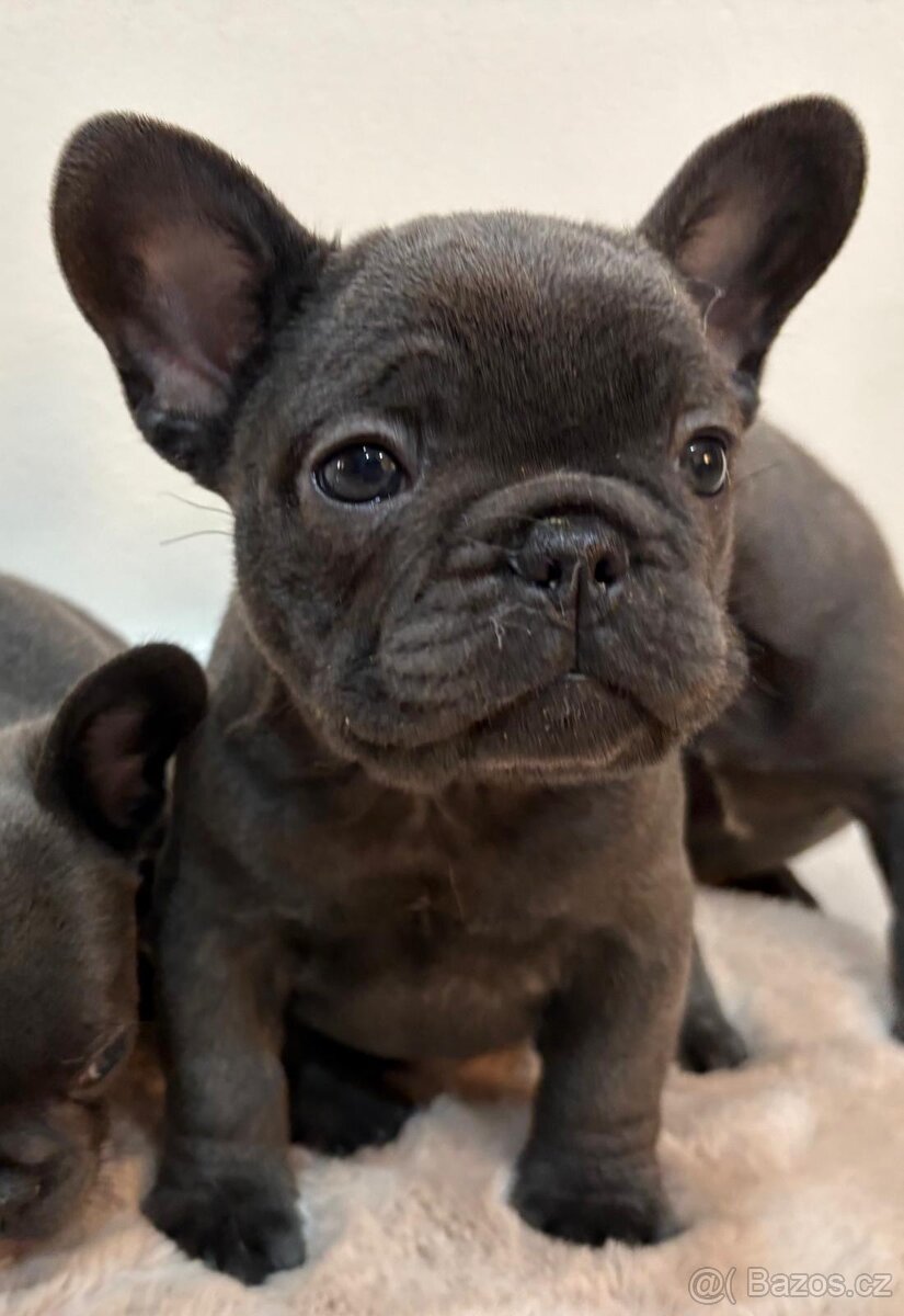 Francouzsky buldoček - 4