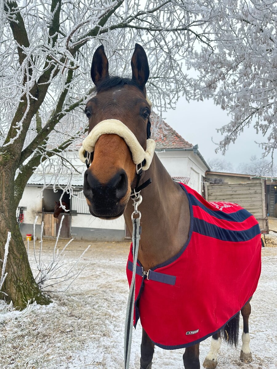 6ti letý spolehlivý valach - 4