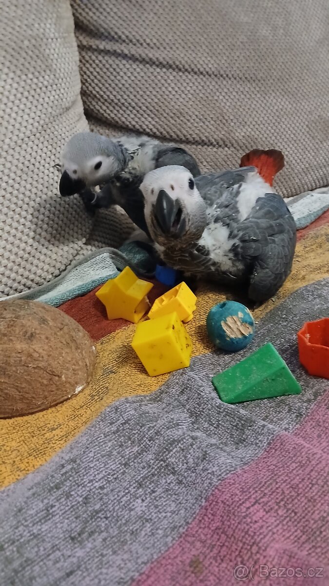 Papoušek žako - 4