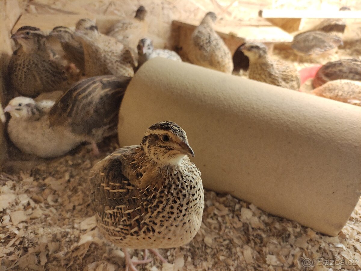 Křepelčí násadová vejce - 4